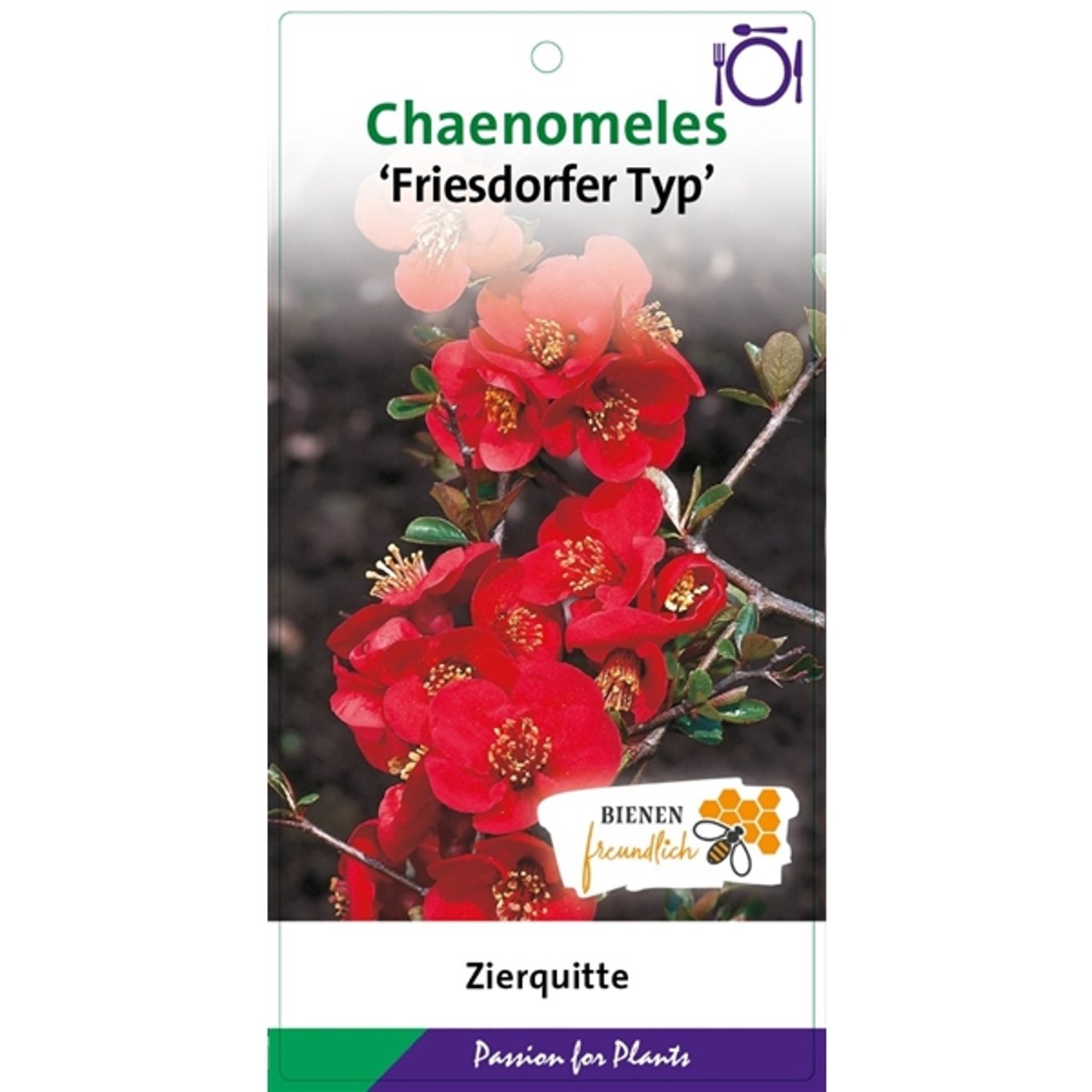Chaenomeles spec. 'Friesdorfer' - C5 50-60 CM